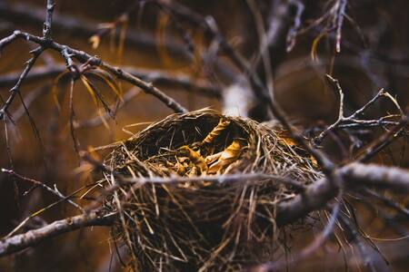 Nido de pájaro. Foto: Unsplash.