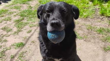 Expertos en comportamiento canino revelaron por qué algunos perros no quieren traerle la pelota a sus dueños