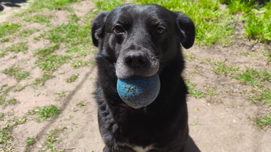 Los perros y las pelotas, una relación explicada por especialistas.