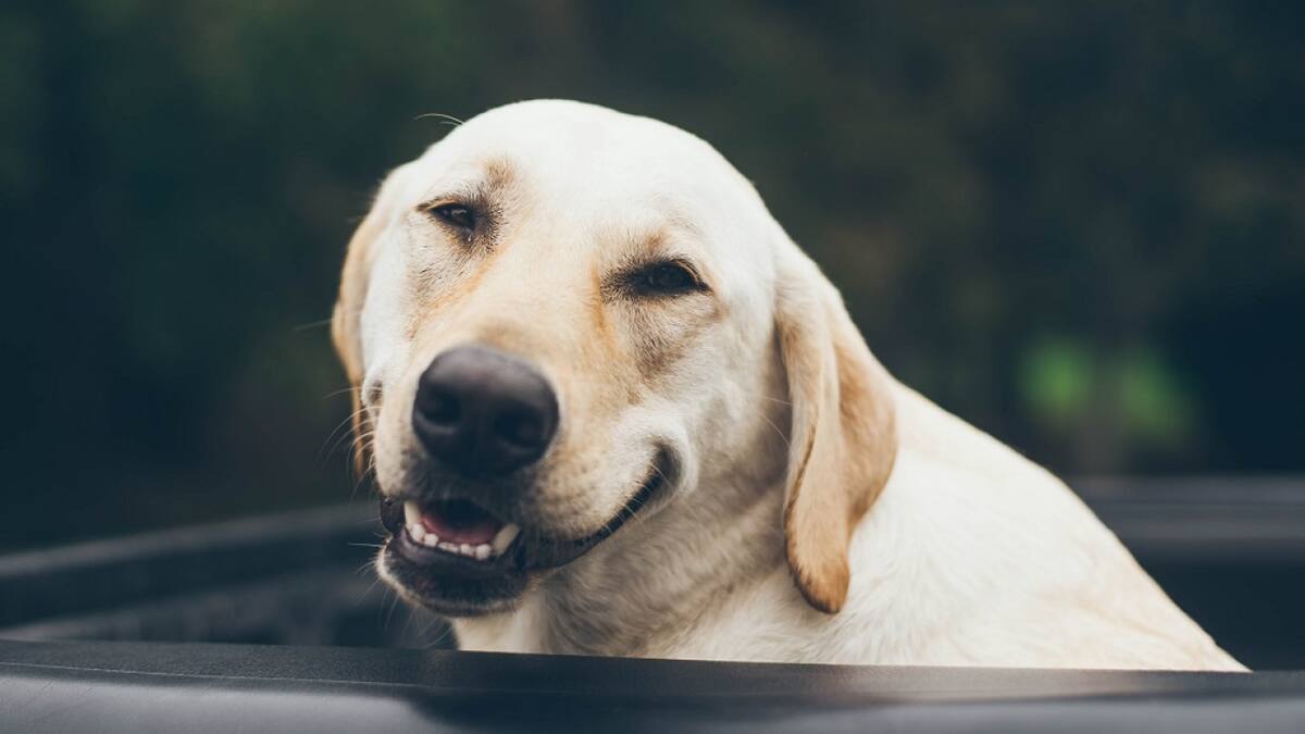 Las expresiones faciales de los perros no son similares a las de los humanos. Foto: Unsplash.