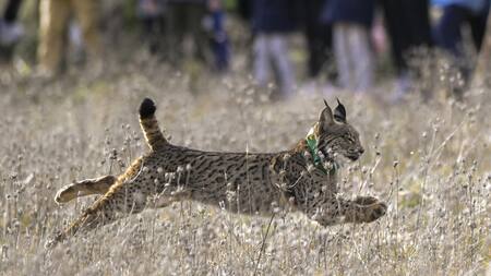 Lince ibérico. Foto: EFE.