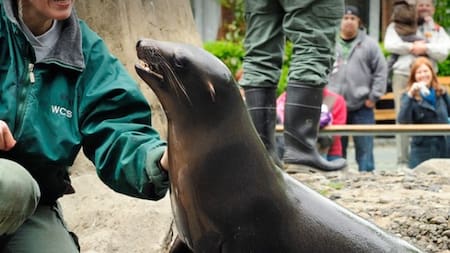 Lobo Marino. Foto: Captura del zoológico de Central Park