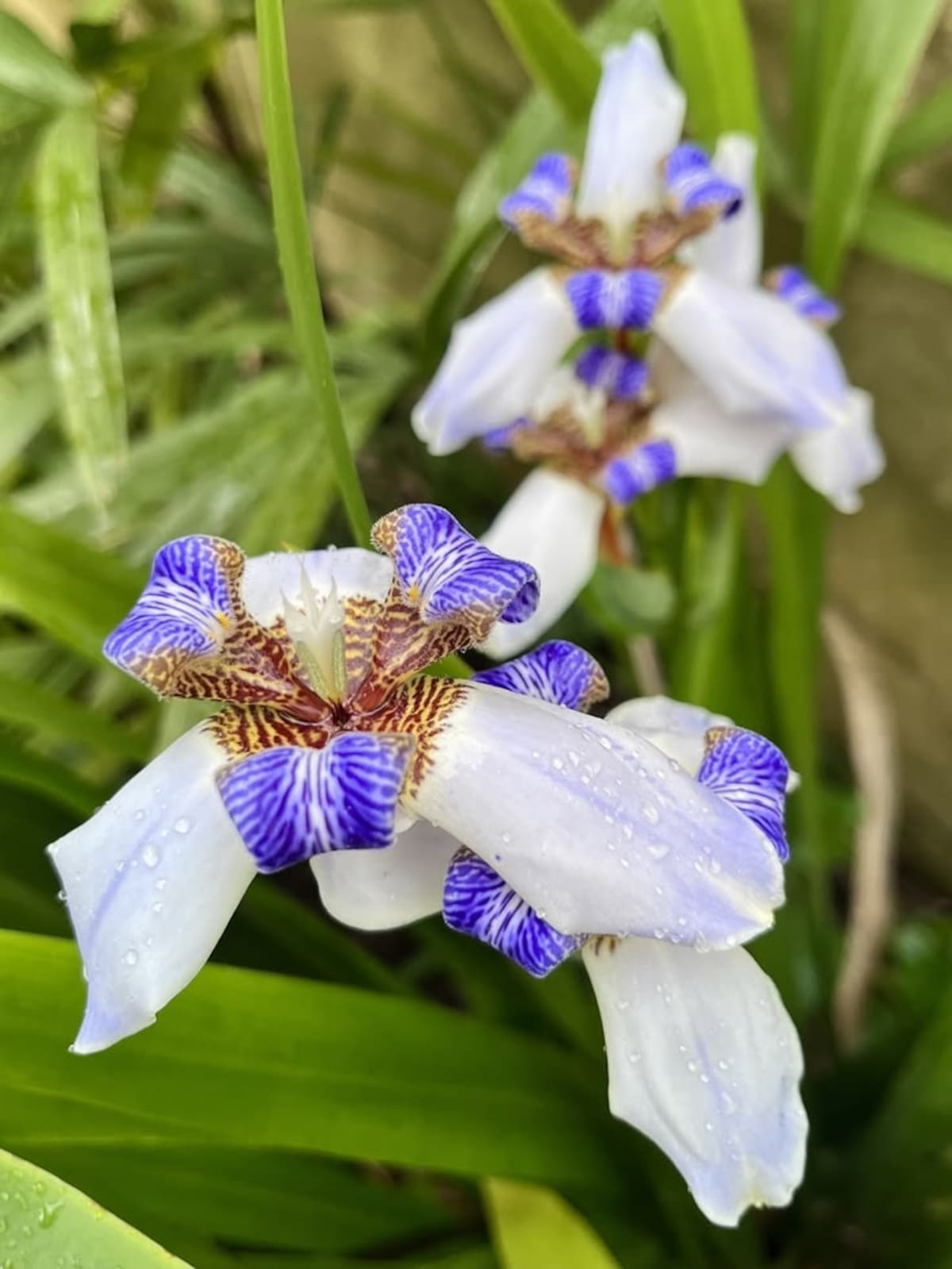 La flor de la Neomarica gracilis se destaca por sus pétalos blancos con manchas marrones y detalles azulados, que le dan un aspecto exótico similar al de las orquídeas.