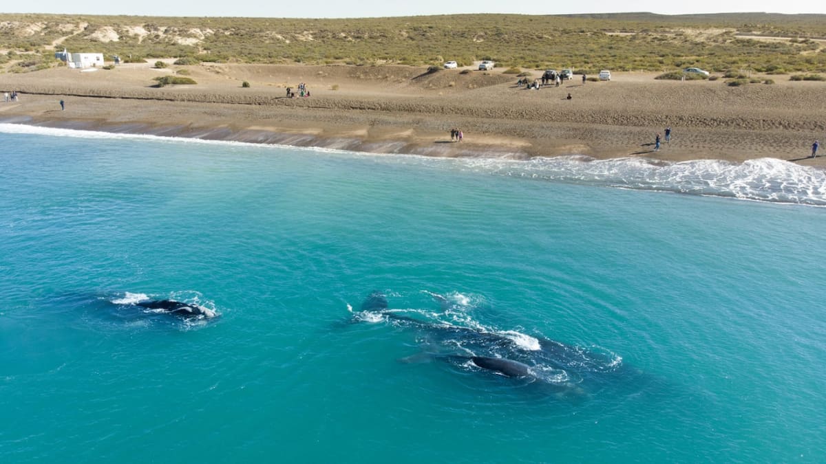 Playa Las Canteras, Chubut. Foto: Tripadvisor.