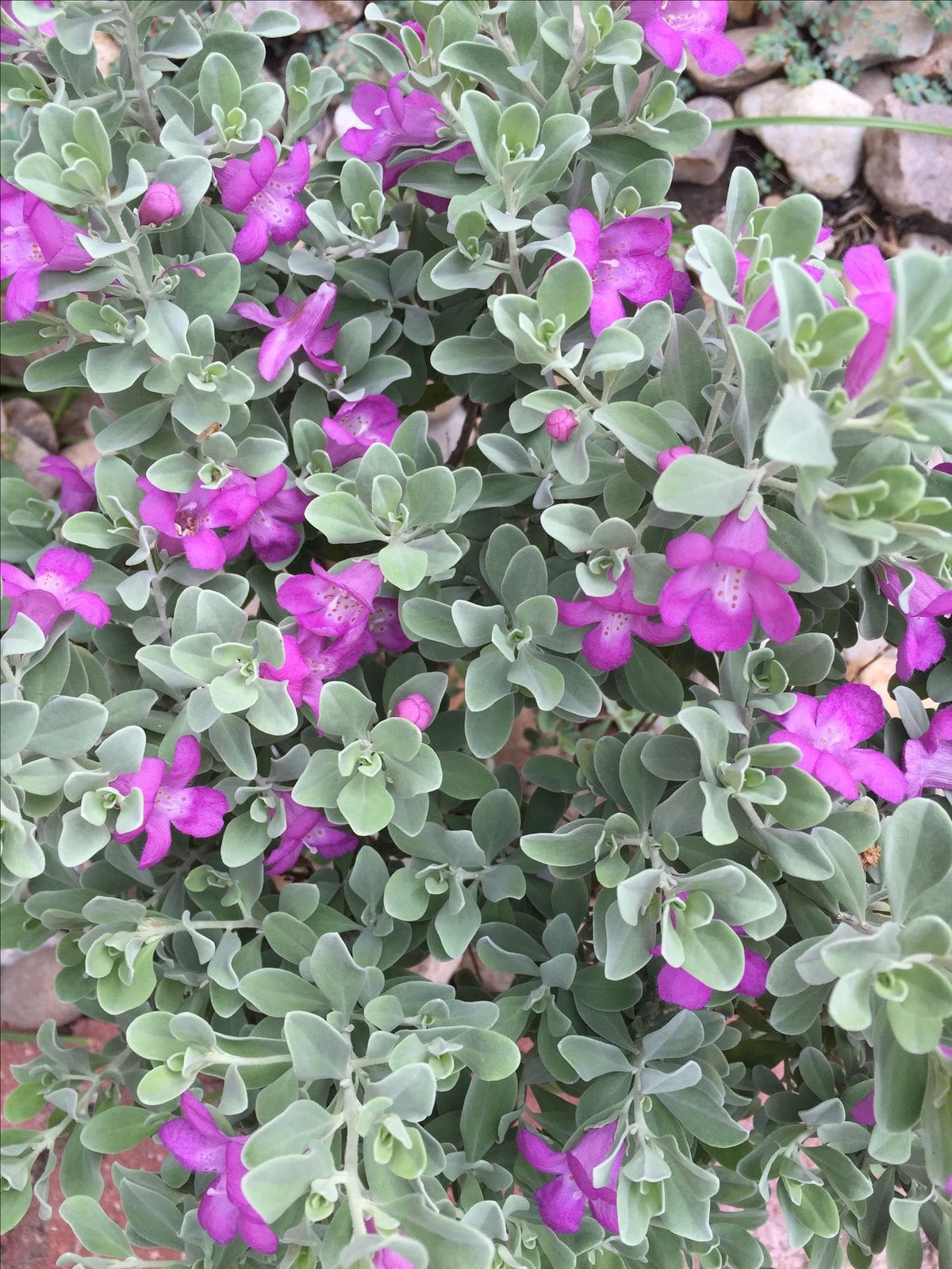 La planta “meteoróloga” que florece antes de las tormentas