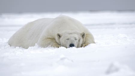 Ola infecciosa: Alaska registró la primera muerte de un oso polar por gripe aviar en el mundo