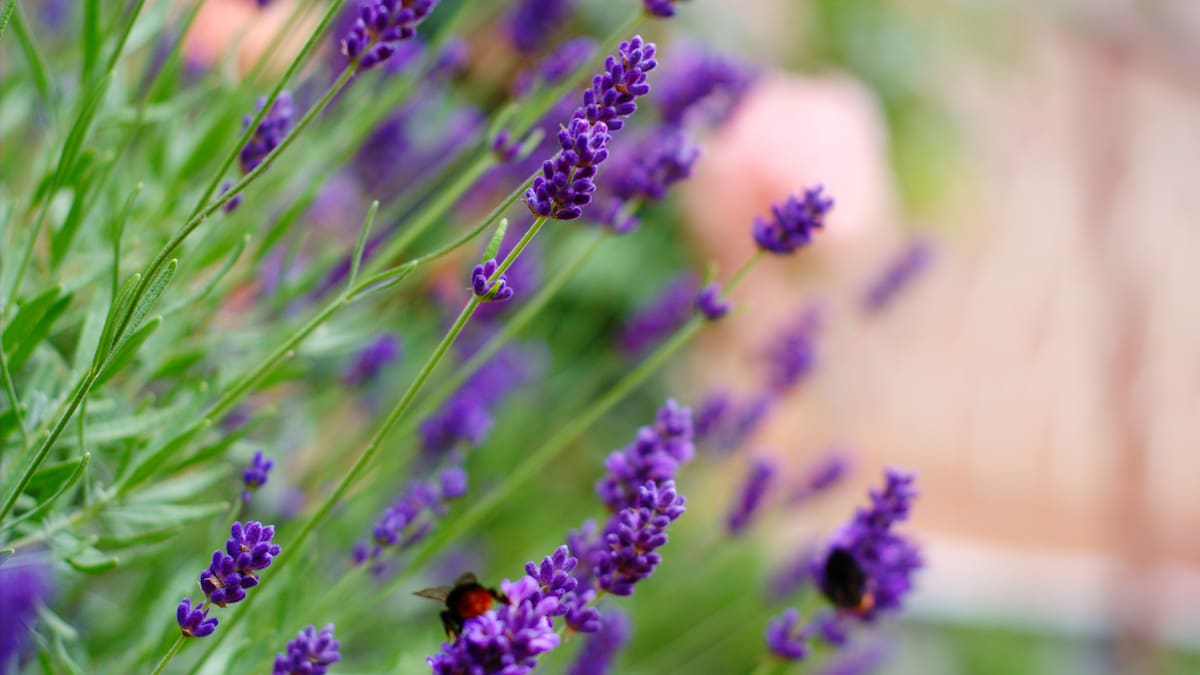 Guía fácil y rápida de la lavanda: cómo cuidar la planta y mantener su perfume todo el año