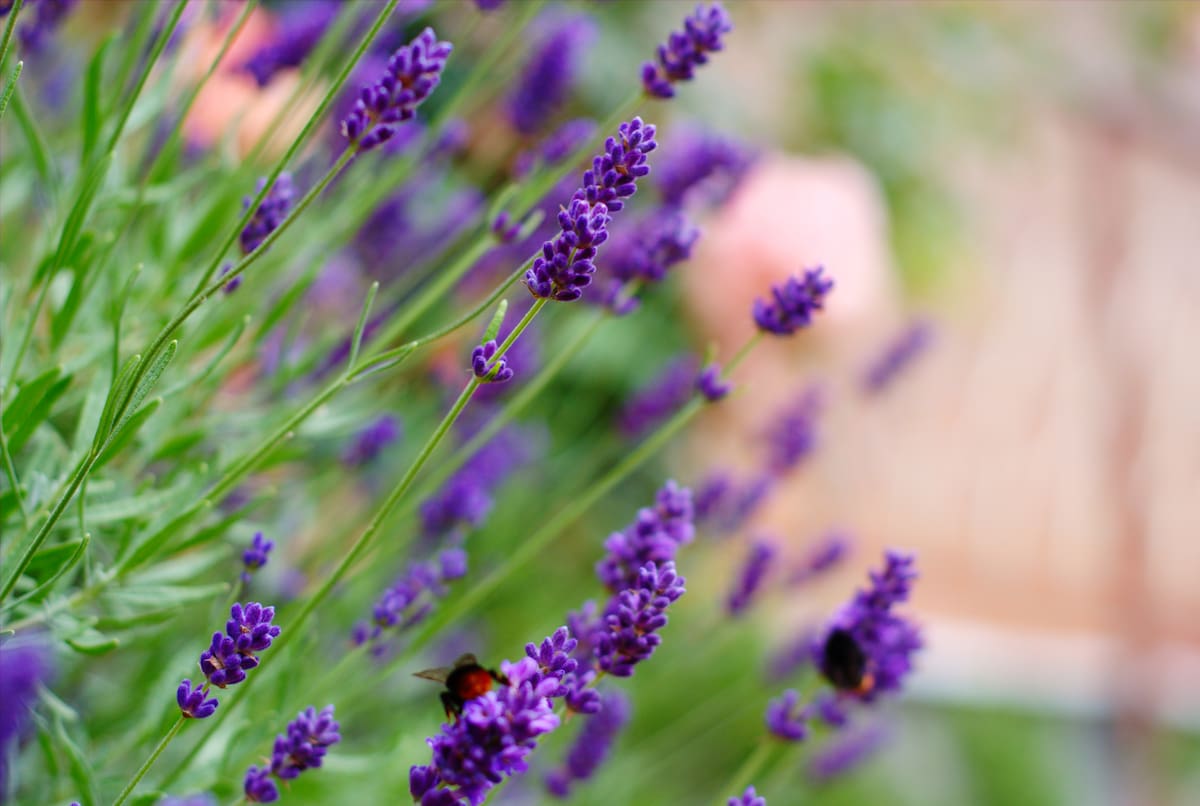Guía fácil y rápida de la lavanda