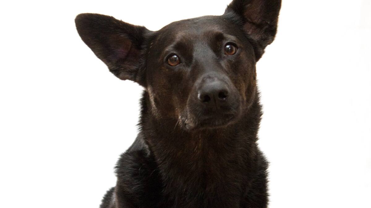 Perro. Unsplash.