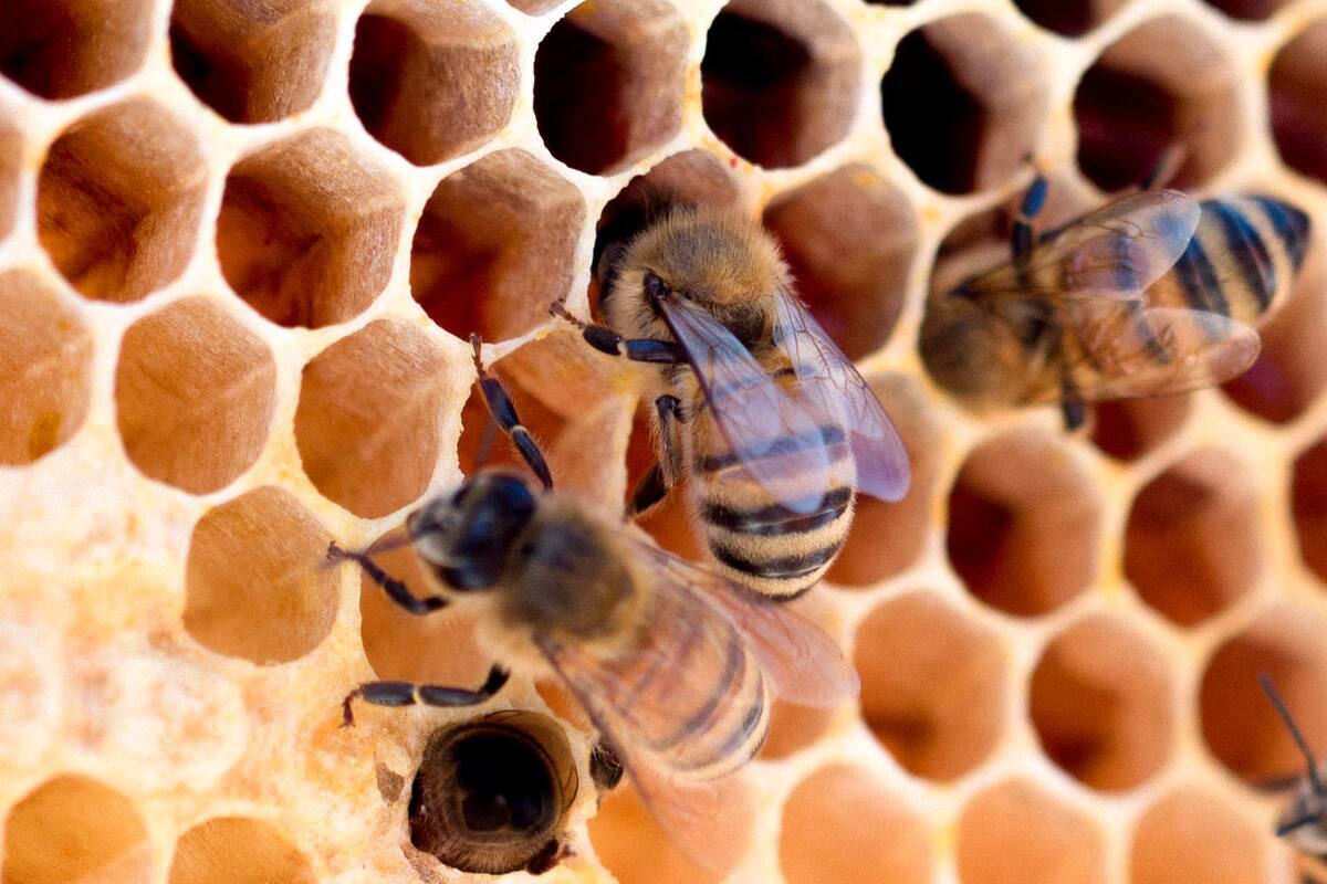 Abejas. Foto: Unsplash.