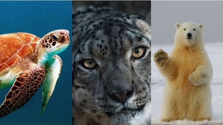 ¿Cuáles son los animales más solitarios del mundo?