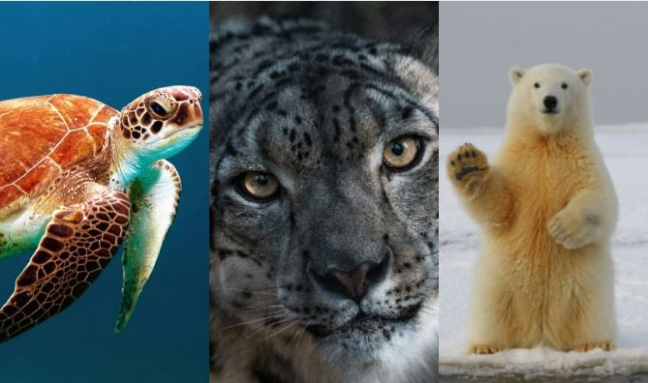 Animales. Fotos: Unsplash