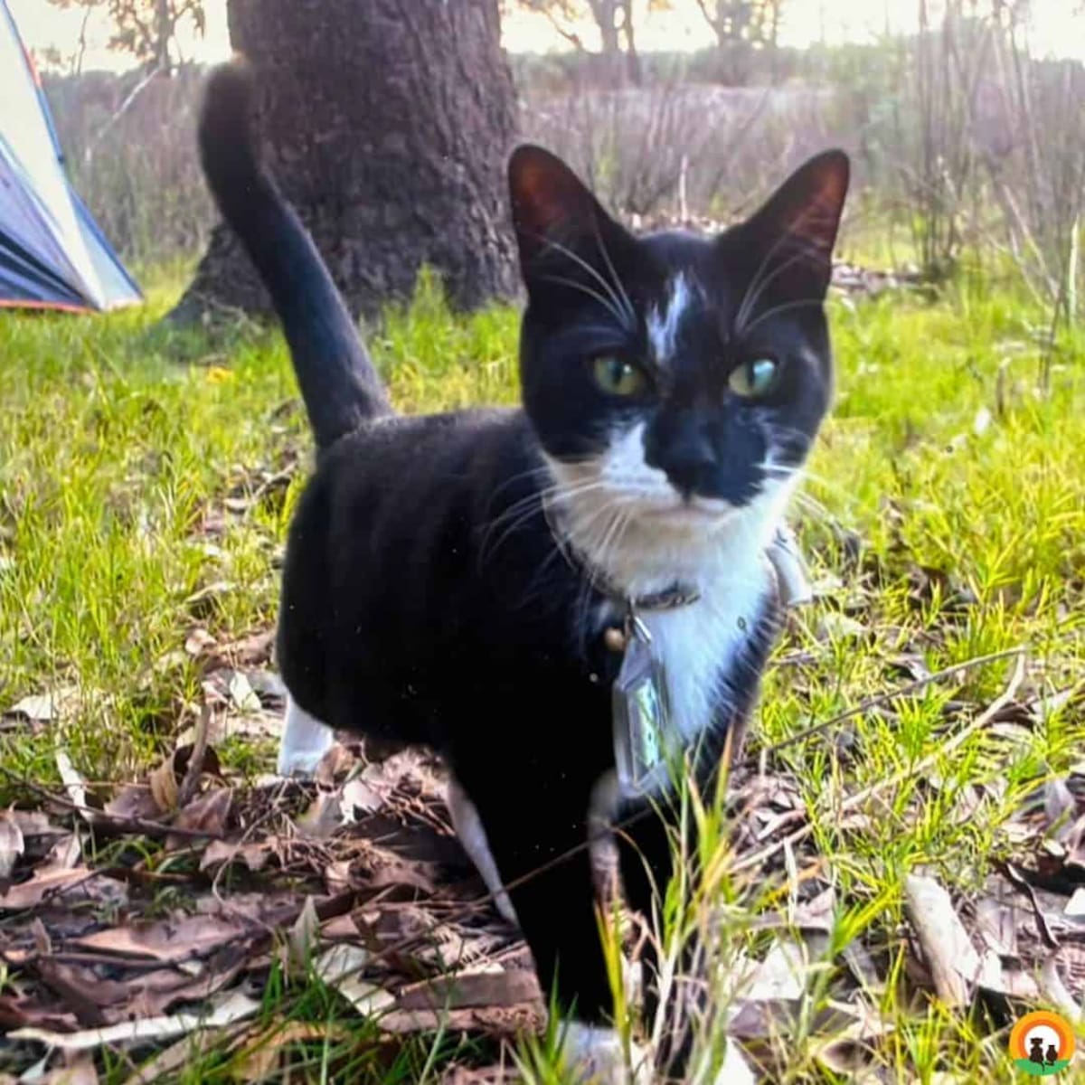 En Australia, una organización protectora de animales le brindó ayuda para cuidar a Tyrian mientras intentaba reconstruir su vida. Con el tiempo, consiguió trabajo, retomó el contacto con su familia y recuperó la estabilidad que tanto necesitaba.