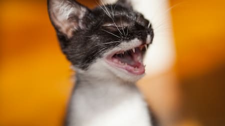 Cómo reconocer el dolor en gatos.