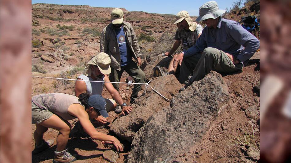 Nuevo hallazgo de especie de dinosaurio. Foto: Conicet