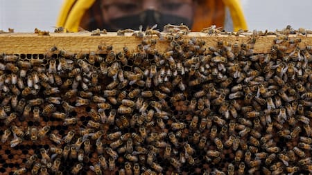 Investigación con abejas en Colombia. Foto: EFE.