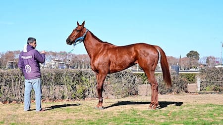 Floja de papeles: Aduana denegó la exportación de una yegua multicampeona por ser declarada a precios irrisorios. Foto: Aduana.