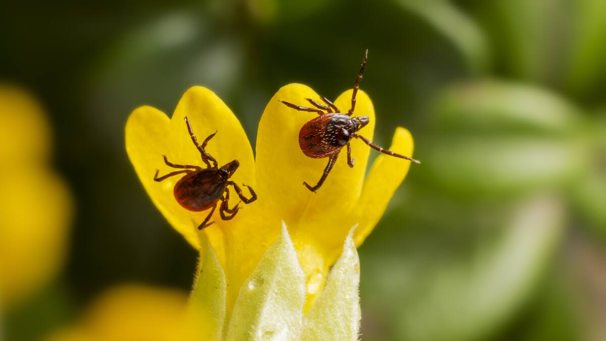 La peligrosa planta que atrae garrapatas.