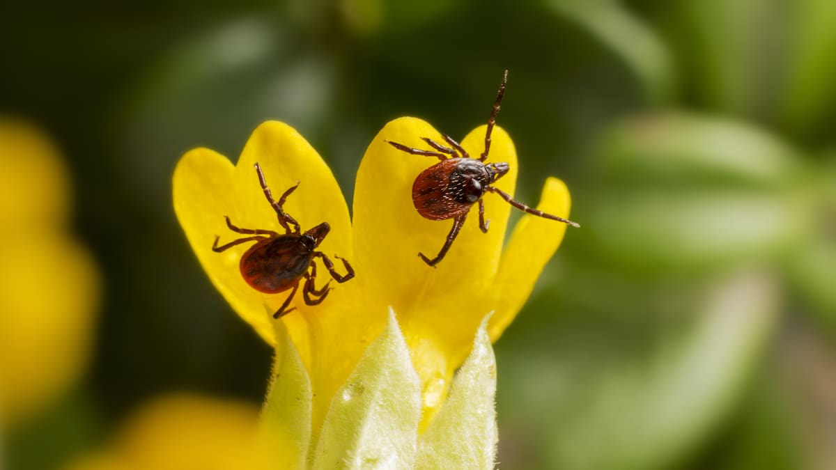 Tan bella como peligrosa: la famosa planta que todos tienen en casa y atrae garrapatas