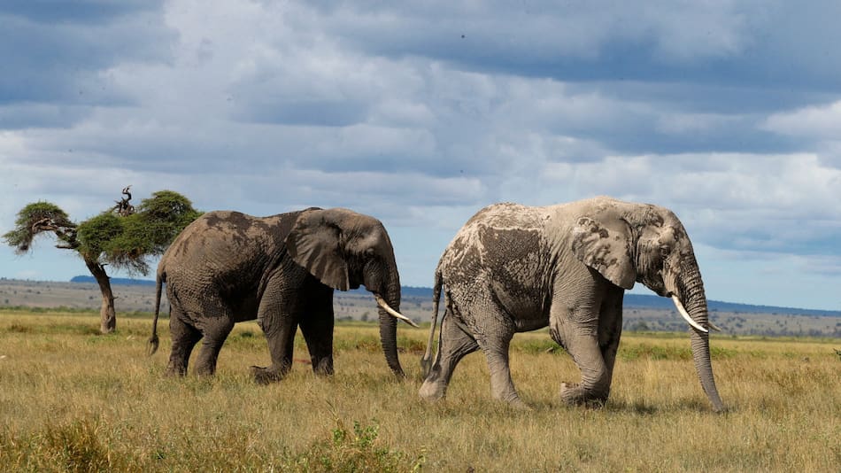 Elefantes africanos en peligro de extinción. Foto: Reuters.