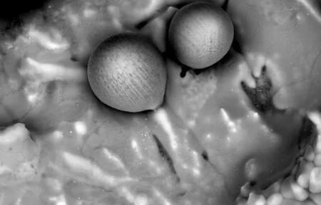 Avi Loeb descubrió esferas de origen extraterrestre. Foto: Galileo Project