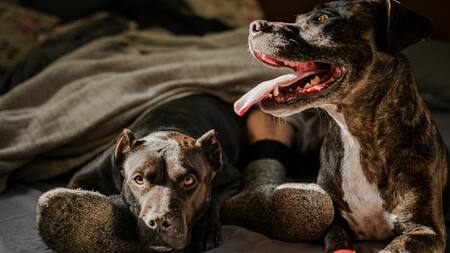 Perros, cómo cuidarlos y cuándo darle sus vacunas. Foto: Unsplash.