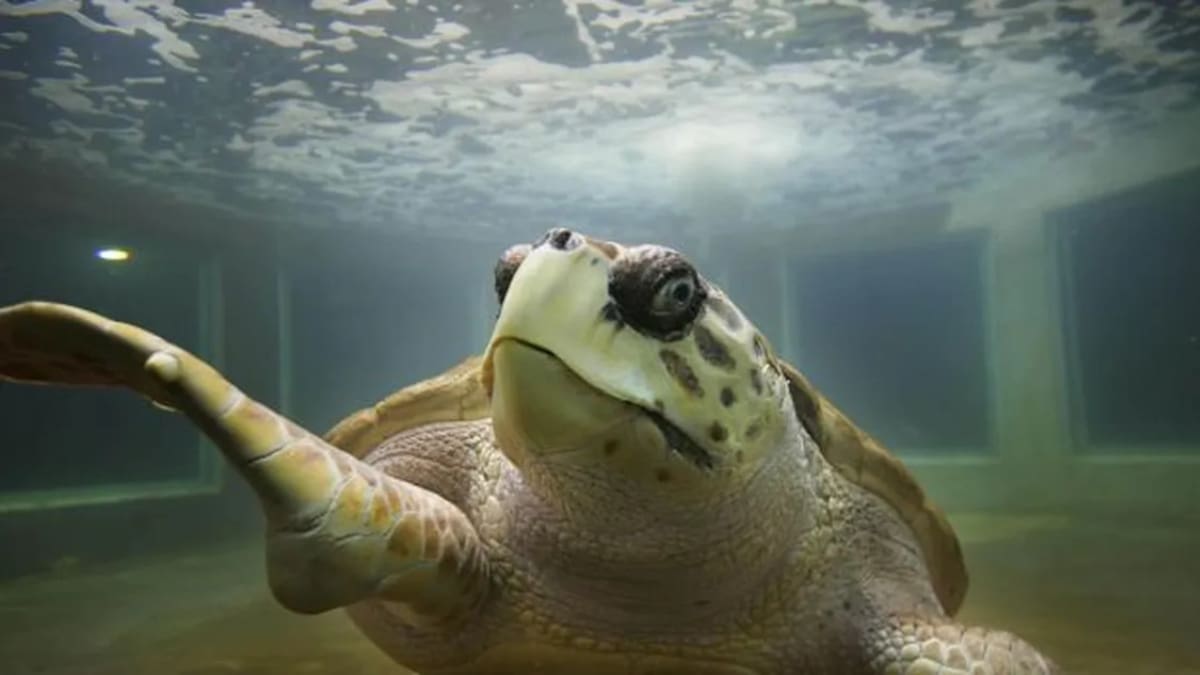 Tortugo Jorge. Foto: Prensa Municipalidad de la Ciudad de Mendoza