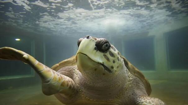 La travesía por el Atlántico de Jorge, el tortugo más famoso: cómo seguirá el rastreo satelital