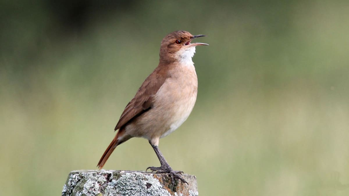 No es el cóndor ni el cardenal: cuál es el ave nacional de la Argentina y por qué muchos no lo reconocen