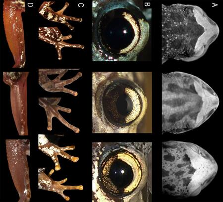 Rana Scinax fontanarrosai. Foto: Wikipedia