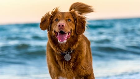 Los perros explotan de alegría al ver a sus dueños.