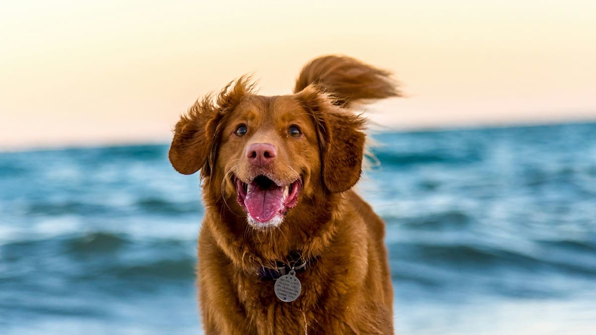 Cómo evitar que tu perro te salte encima cuando llegas a tu casa, según un especialista canino
