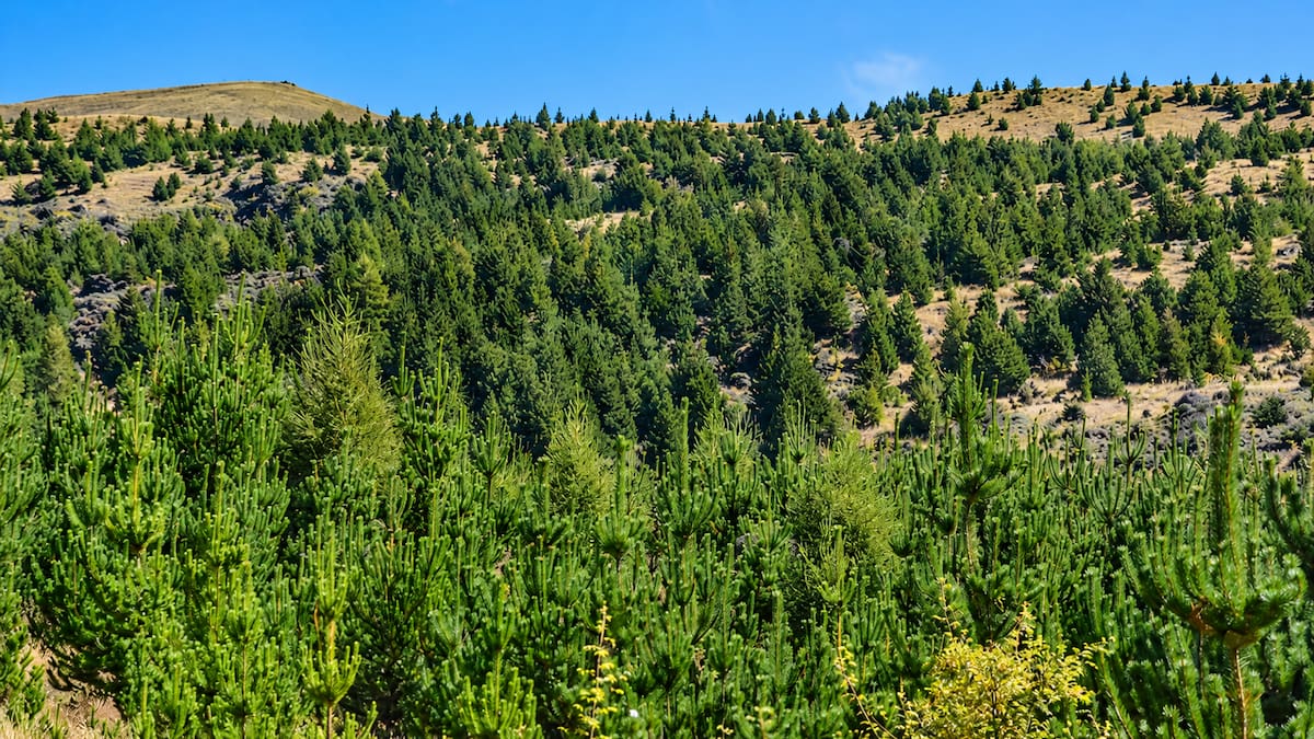 Pinos