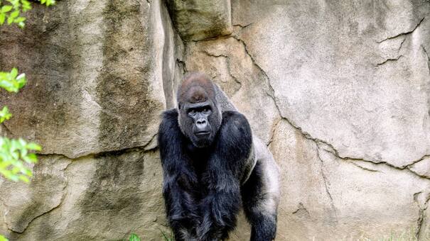 Animales sorprendentes: las tres curiosidades sobre los gorilas que seguro no sabías