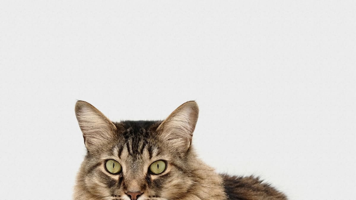 Gato: Unsplash