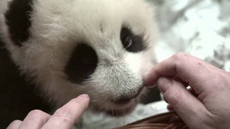 La cachorra de panda tiene sus primeros dientes de leche. Foto: captura video Telegram de Svetlana Akulova/svetlanaakulova1