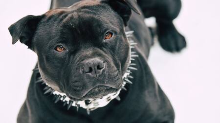 Perro Pitbull. Unsplash.