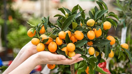 Naranja, naranjo, árbol.