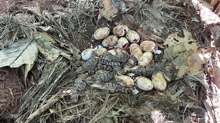 Nacen 60 crías del casi extinto cocodrilo siamés en una zona selvática de Camboya. Foto: EFE.