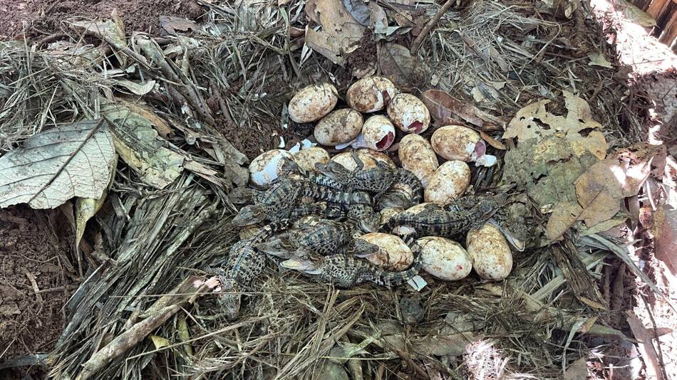Nacen 60 crías del casi extinto cocodrilo siamés en una zona selvática de Camboya. Foto: EFE.