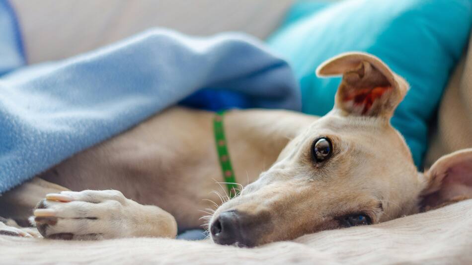 Se confirmó el primer caso de viruela del mono en una mascota. Foto: Unsplash