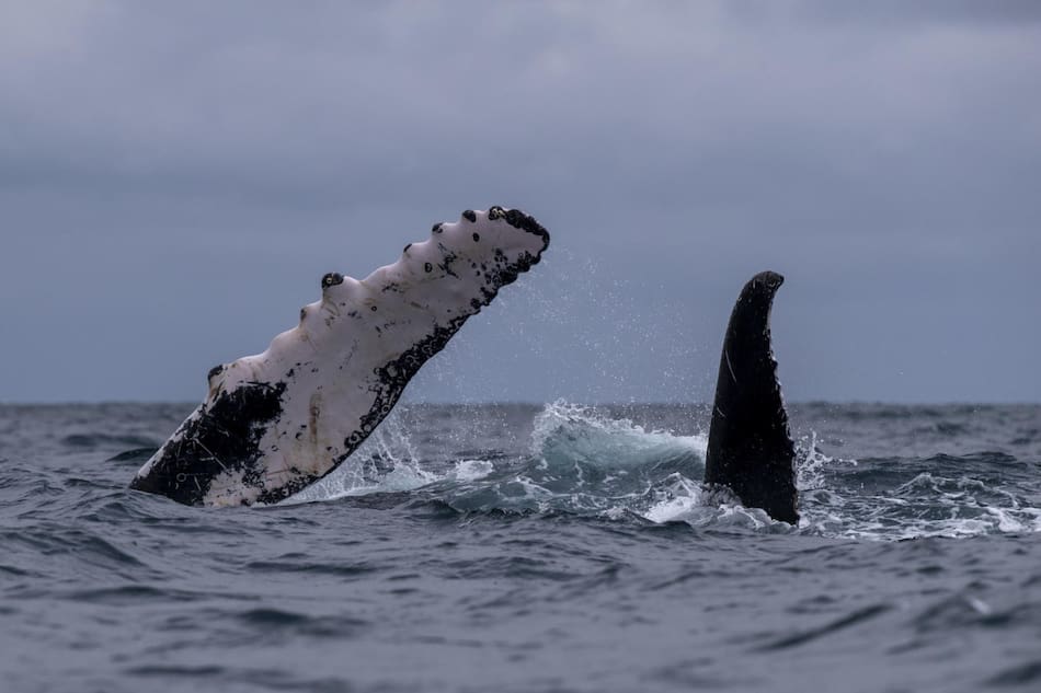 Ballenas jorobadas en Perú. Foto: EFE.