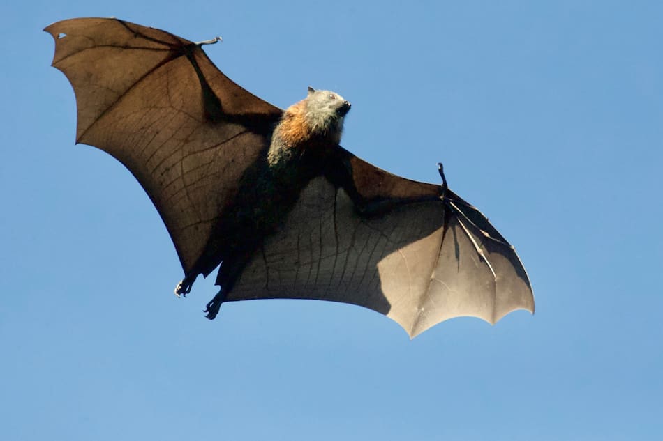 Murciélago. Foto: Unsplash.
