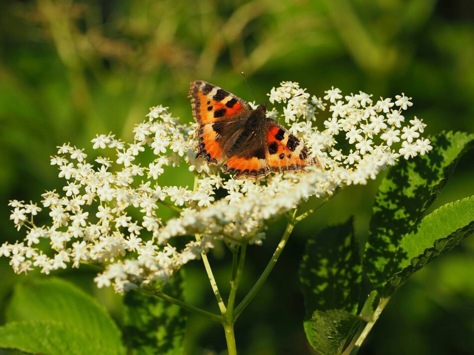 Flor de sauco. Foto: Unsplash.
