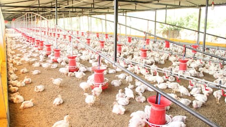 Argentina suspendió las importaciones de pollo de Brasil: el preocupante motivo