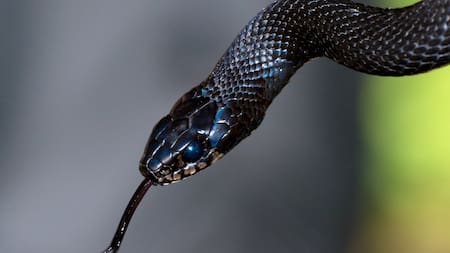 Según un último recuento, existen 3.789 especies de serpientes en el mundo. Foto: Unsplash.