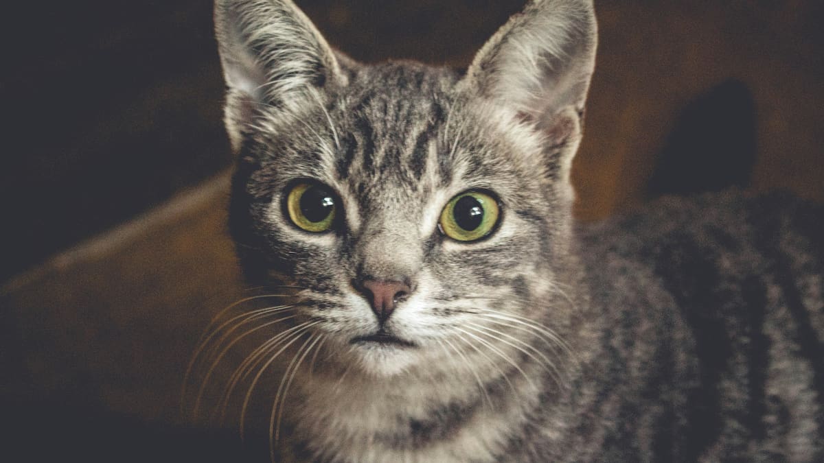 Un hombre en Francia descubrió que el gato con el que convivía desde hacía cuatro años había ingresado ilegalmente al país. Foto: Unsplash.