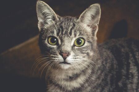 Gato; felino; mascota. Foto: Unsplash.