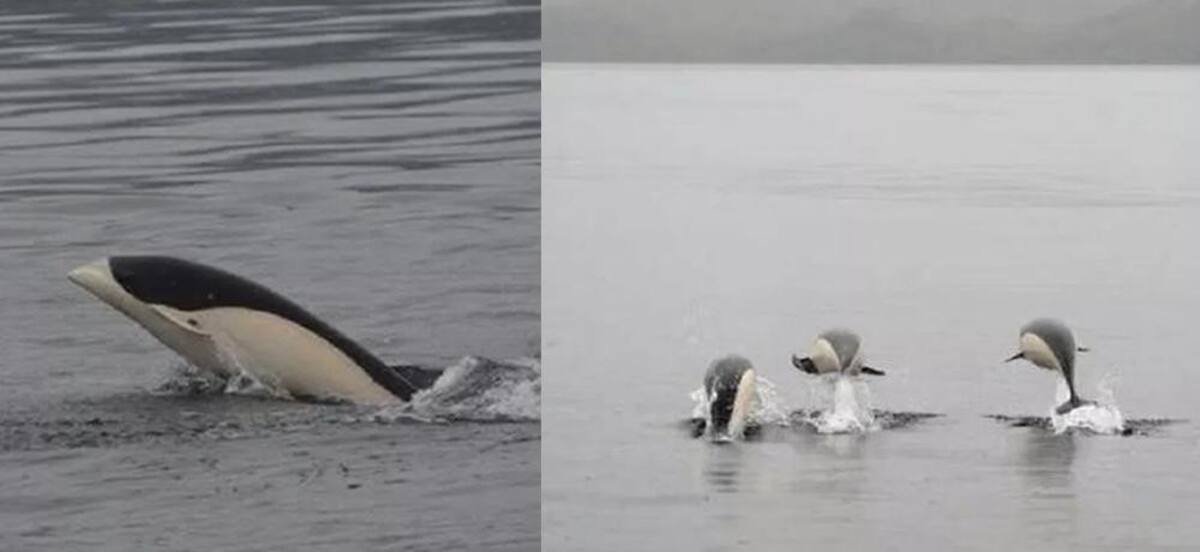 Primeras imágenes del delfín liso visto en costas de Chile
