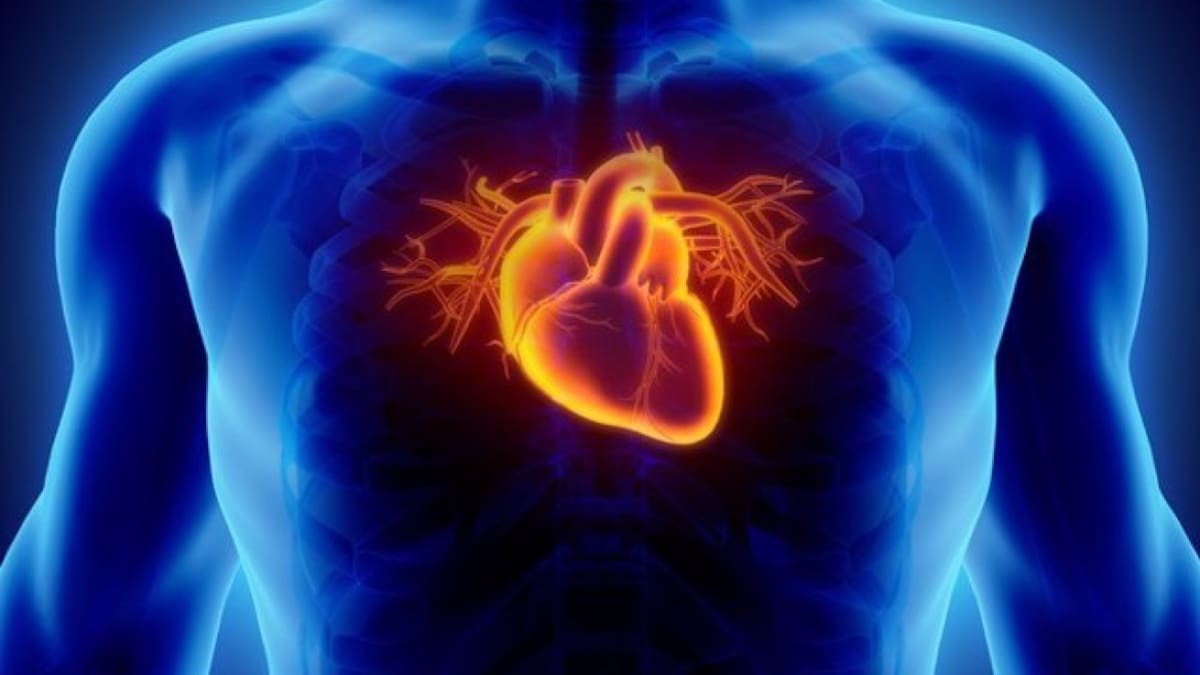 Sistema circulatorio, corazón. Foto: InfoSalud